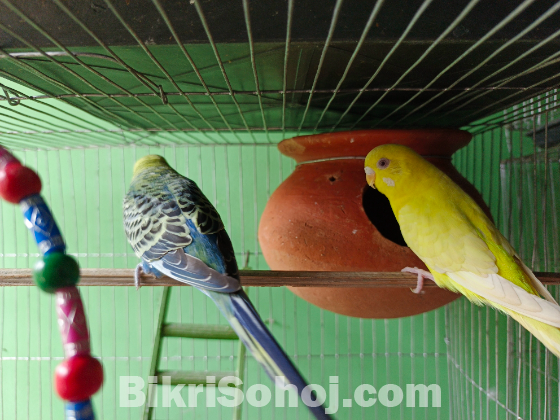 বাজরিগার (এডাল্ট পেয়ার)